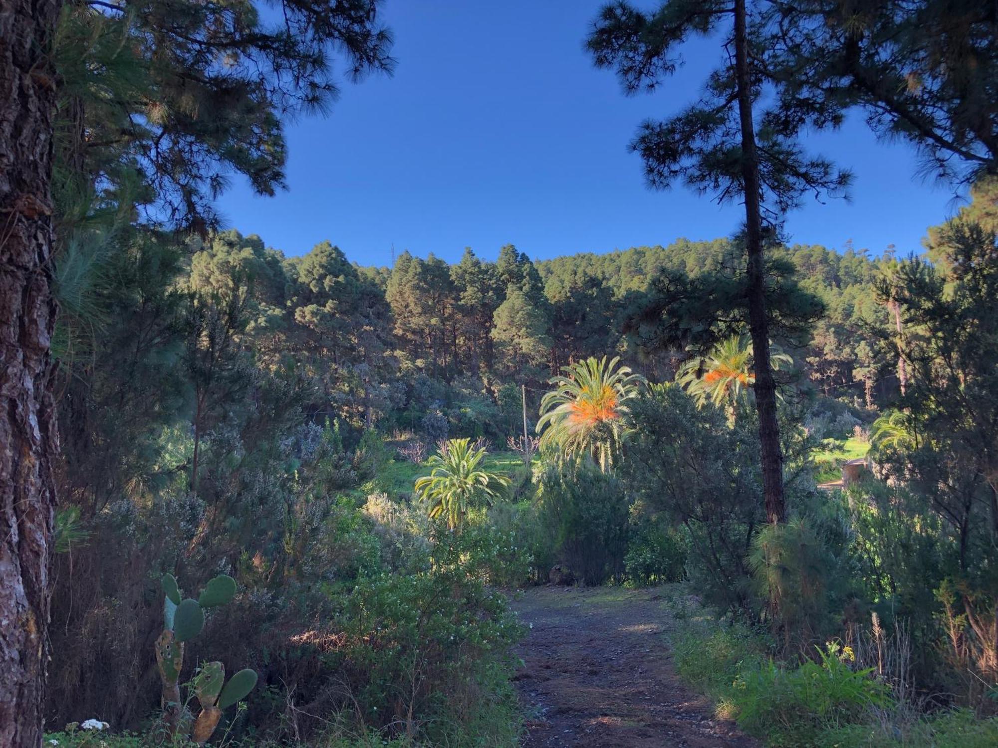 Monte Frio De Tenerife La Guancha Εξωτερικό φωτογραφία