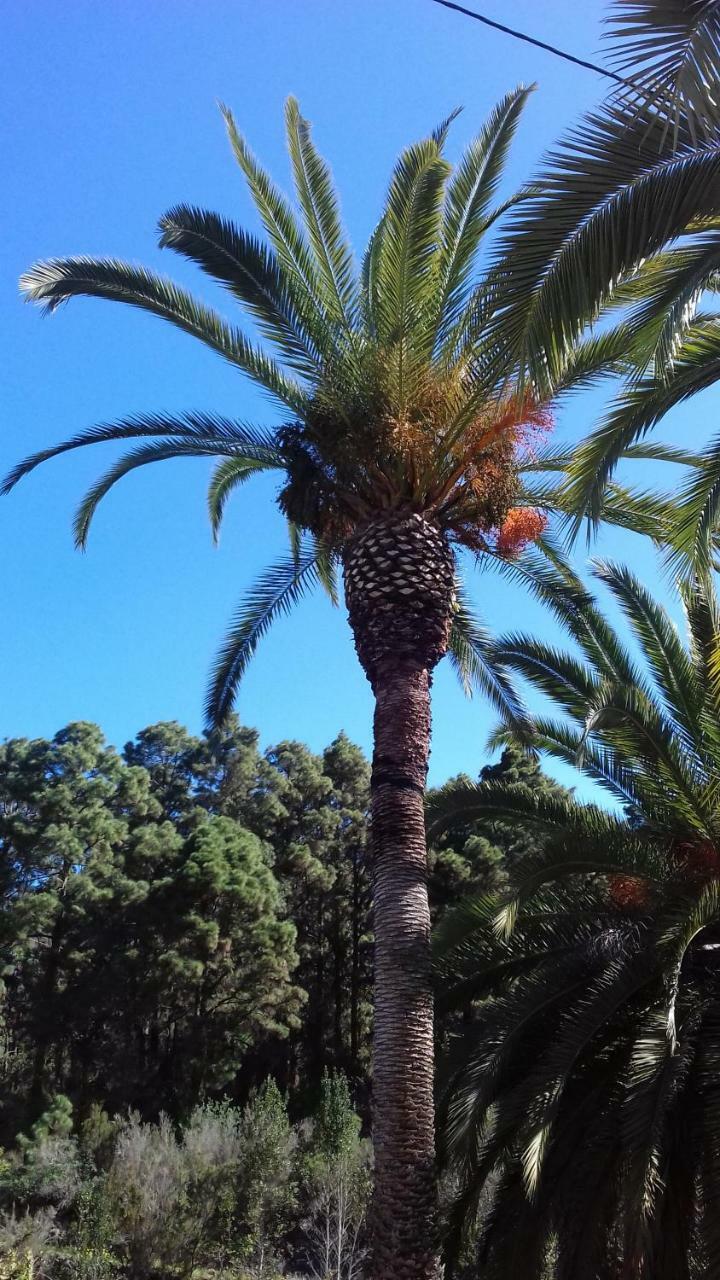 Monte Frio De Tenerife La Guancha Εξωτερικό φωτογραφία